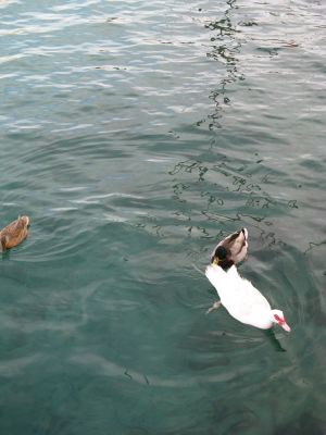 Tricase Porto - Tre paperette nuotano tranquille nelle acque del porto